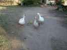 Geese & goslings