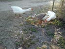 Geese & goslings